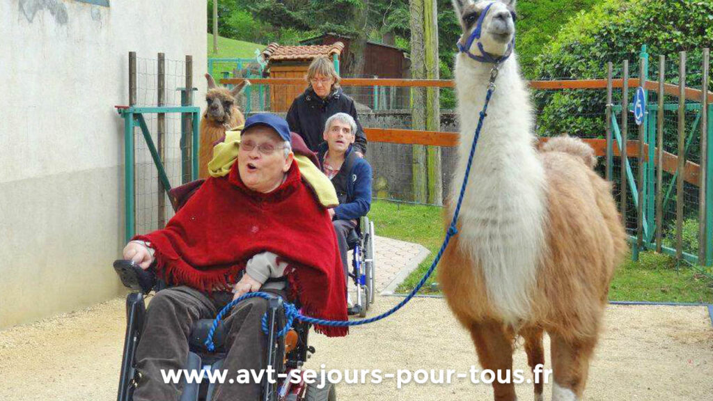 Un homme en fauteuil roulant tient un lama par la longe. Atelier de médiation animale lors d'un séjour de vacances adaptées organisé par l'association AVT séjours pour tous dans la région Rhône-Alpes